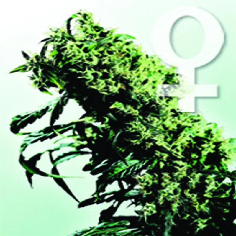 Northern Lights n.5 x Haze - 10 Graines Féminisées Sensi Seeds Premium