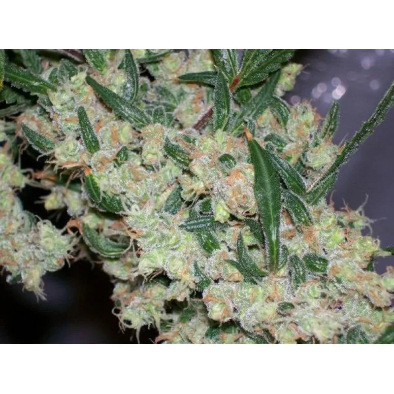 Afghan Skunk x Afghan Haze (ASH) 18 бр. стандартизирани семена Mr. Nice