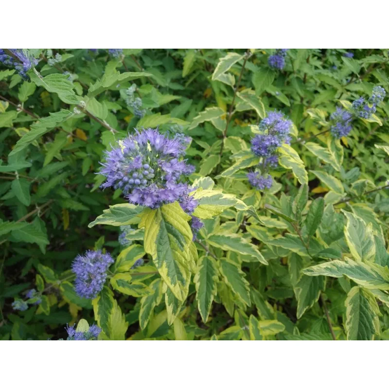 Ořechokřídlec panašovaný - Caryopteris clandonensis