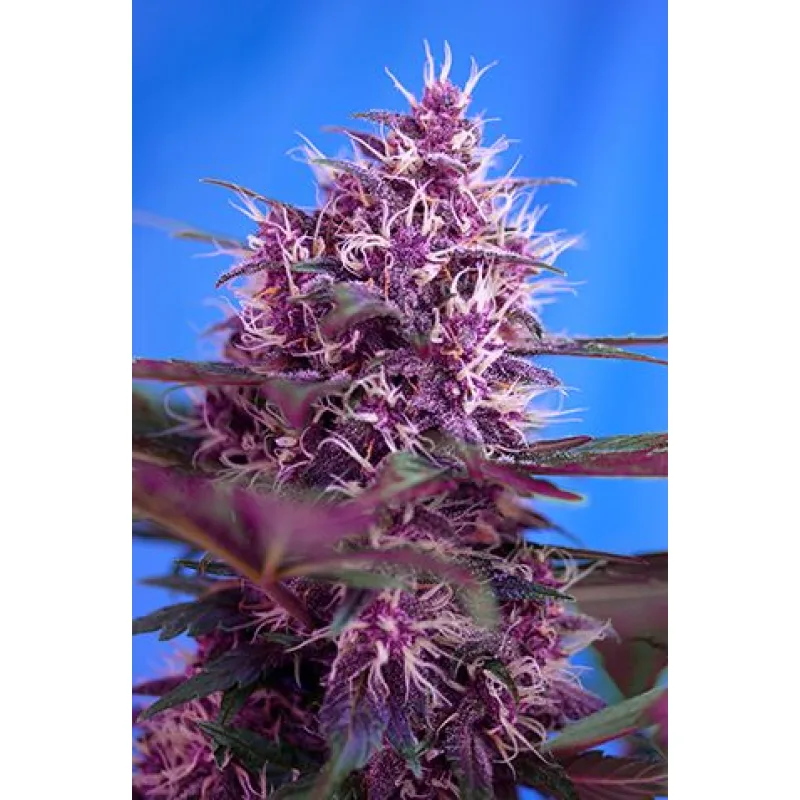Red Poison Auto - фем. и самоцъфтящи семена 10pcs Sweet Seeds