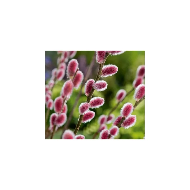 Vrba štíhlopestíková - Salix gracilistyla 'Mount Aso' - keř