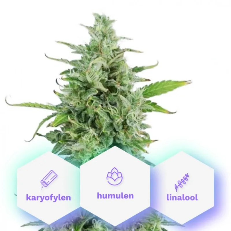 Auto Magnum - semi di cannabis autofiorenti 5 pz Cannapio