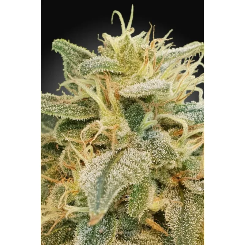 CBDrelief - Graines Féminisées 5pcs Paradise Seeds Premium
