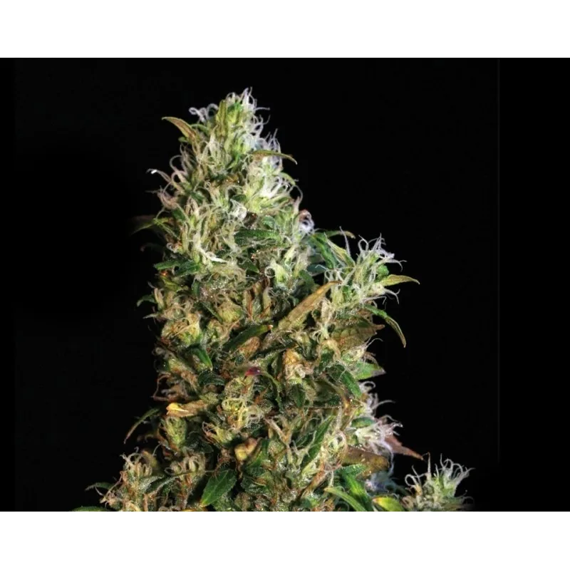 High Level - 6pcs semi femminizzati Eva Seeds