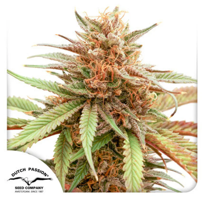 Durban Dew - gefeminiseerde zaden 5 stuks Dutch Passion