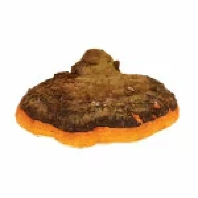 BIO prášek Chaga