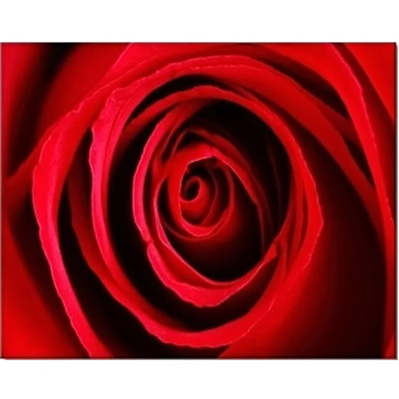 CANVAS rose red 40x50