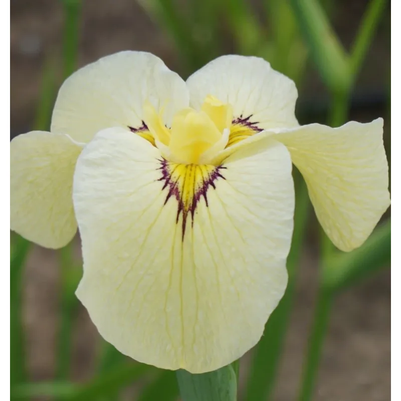 Iris č. 119 - Iris pseudata Phantom Island