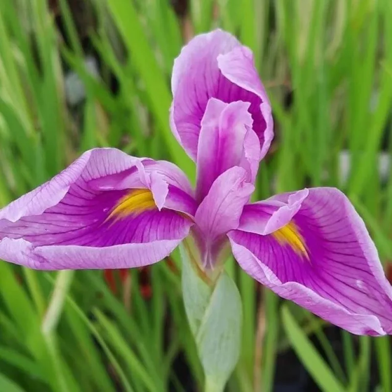Iris 135 - Iris kaempferi Darling