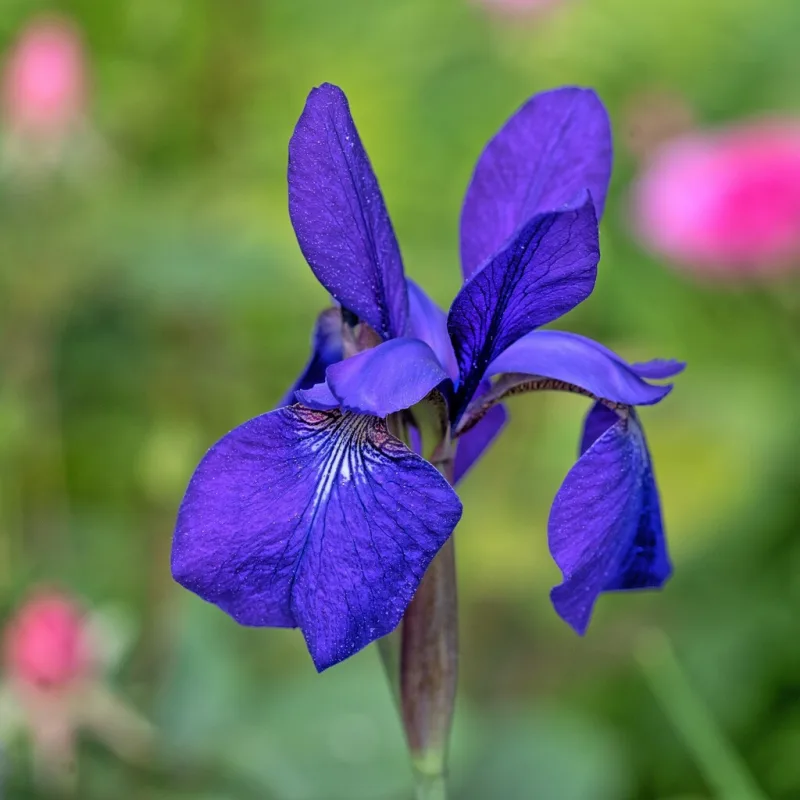 Kosatec č. 145 - Iris versicolor Coulchesteri