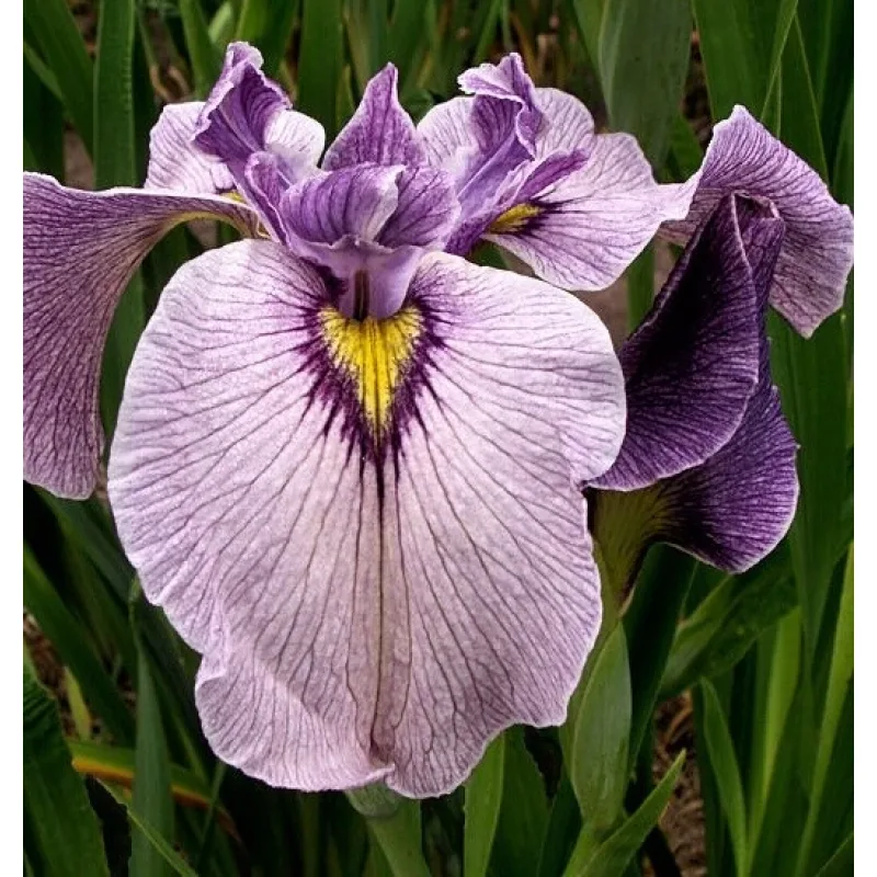 Iris č. 121 - Iris pseudata Take No Sato