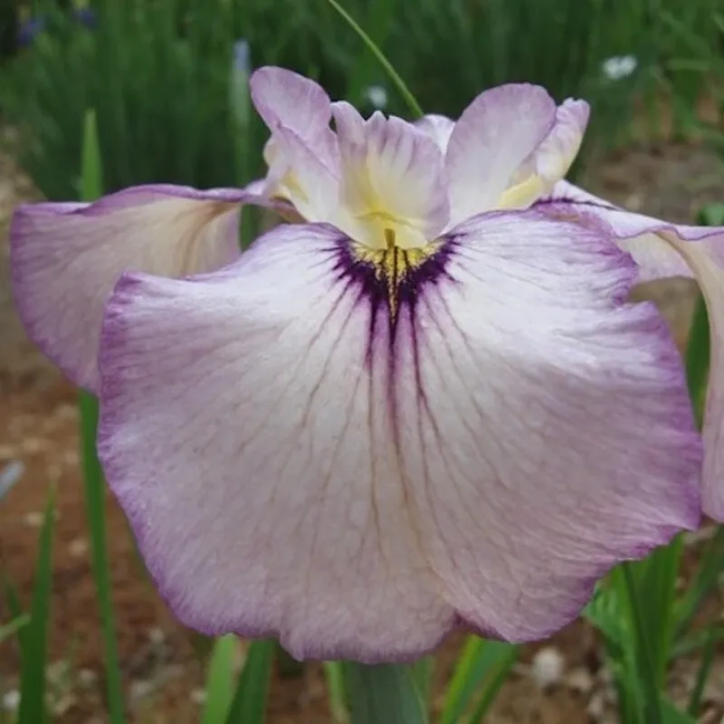 Iris č. 128 - Iris pseudata Ause