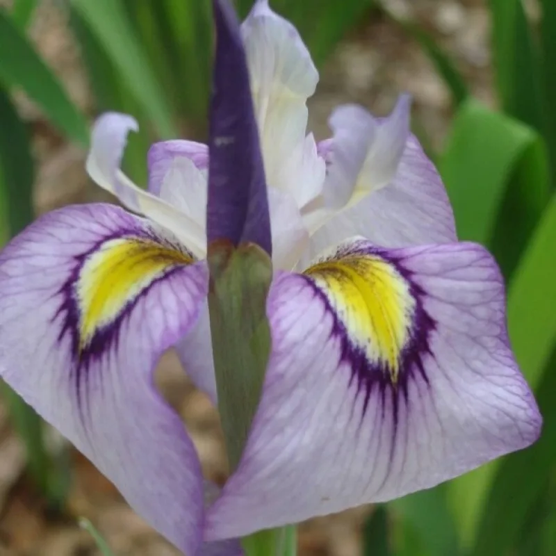 Iris č. 129 - Iris pseudata Taremurasaki