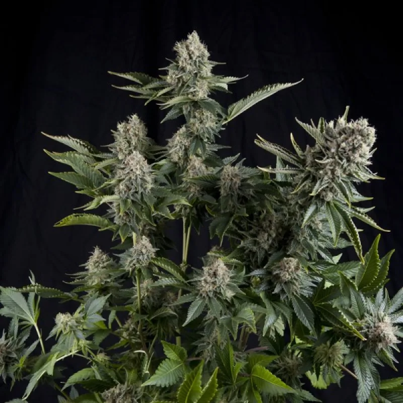 CBD White Widow - feminizirano sjeme 5 kom Pyramid Seeds