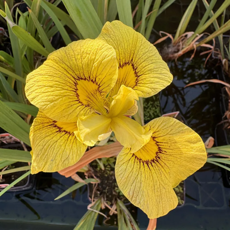 Kosatec č. 117 - Iris pseudata Chance Beauty