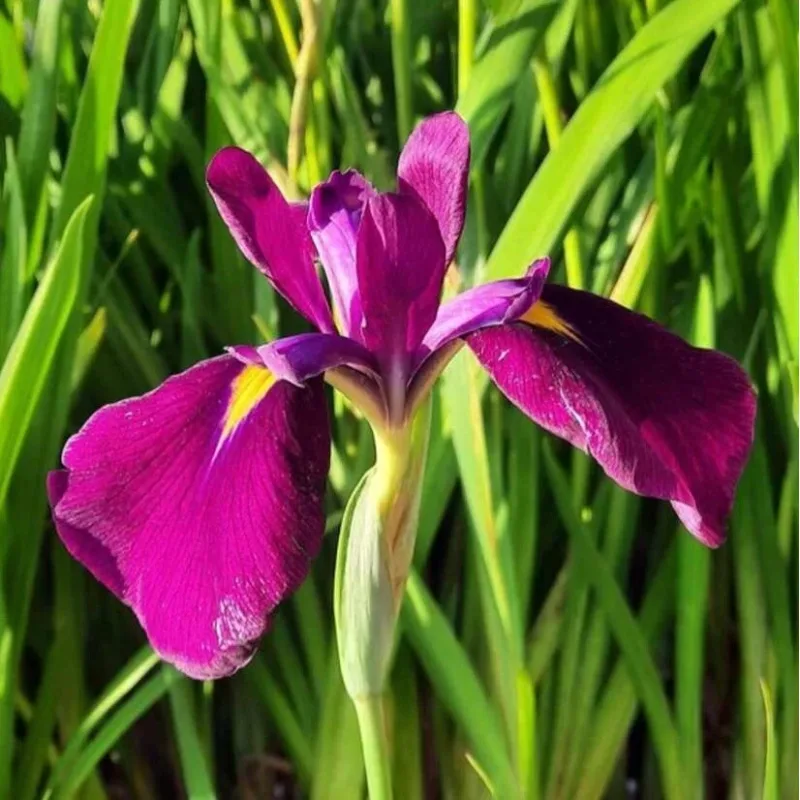 Iris č. 134 - Iris kaempferi Ruby King