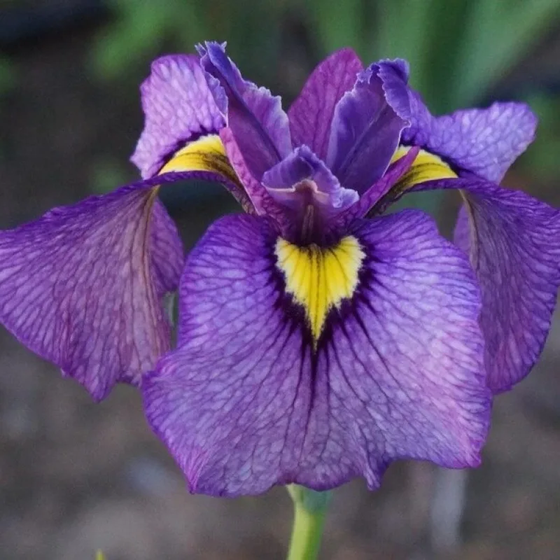 Iris č. 130 - Iris pseudata Shiryukyo