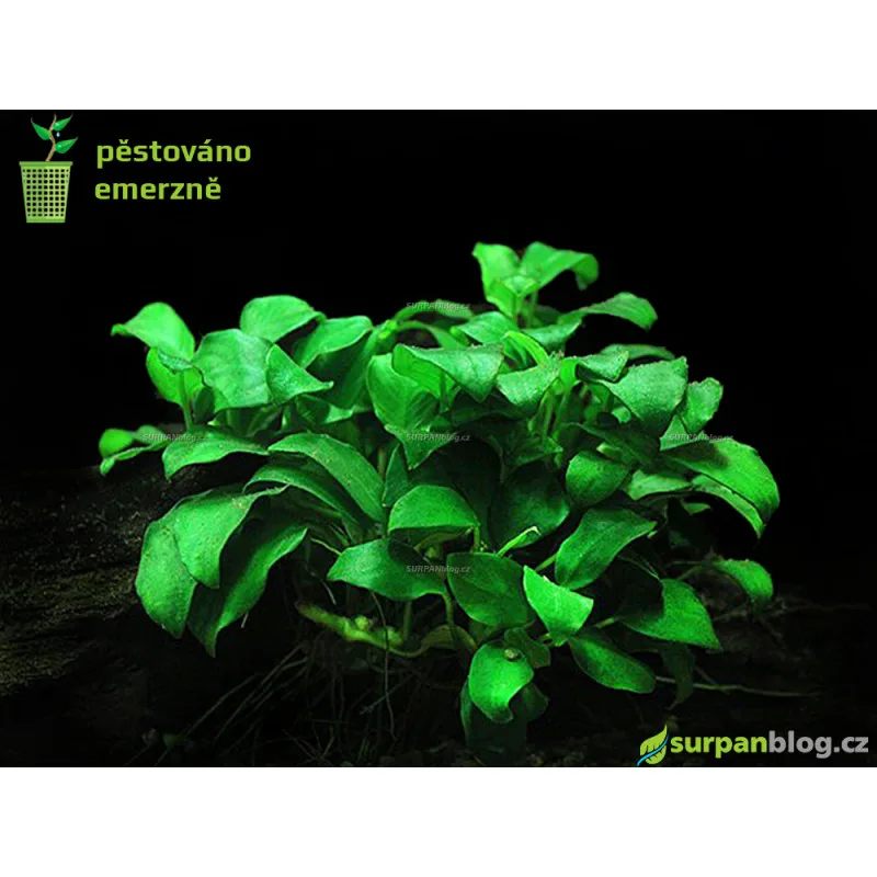 Anubias Petite