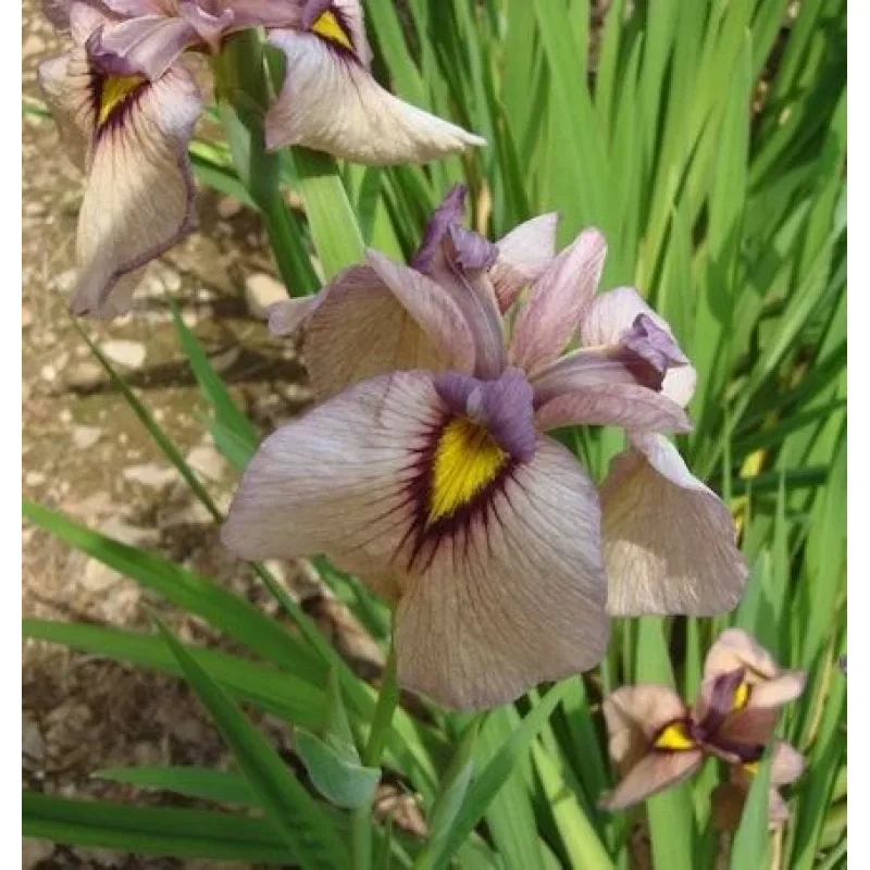 Iris č. 112 - Iris pseudata Chaki