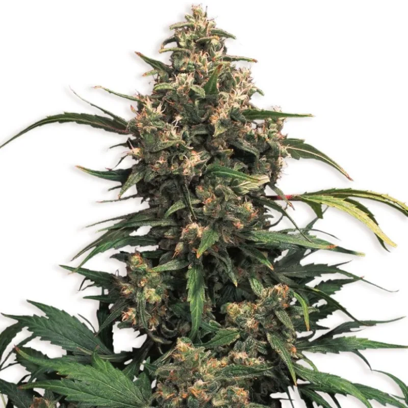 Strawberry Cough - feminizált magok 5db Dutch Passion Premium