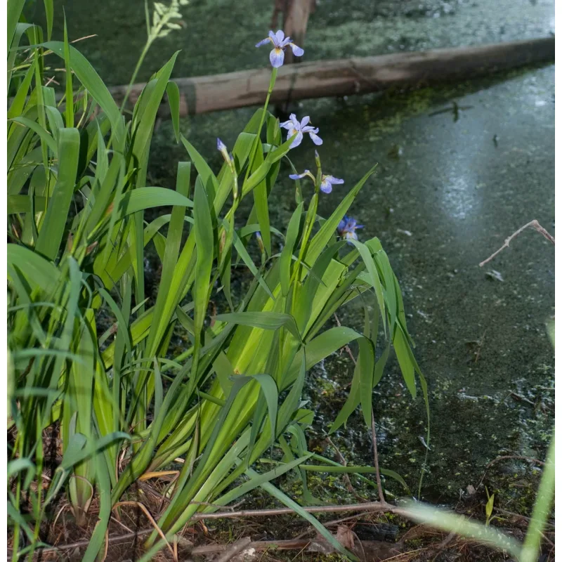 Iris versicolor č. 6 - Iris versicolor