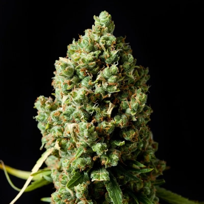 Critical Kush - semi femminizzati 10 pz Barney´s Farms