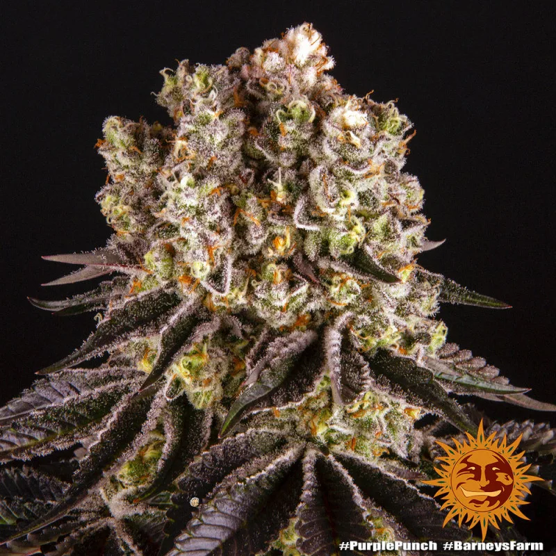 Purple Punch - Graines Féminisées Premium 10 pcs Barney's Farm