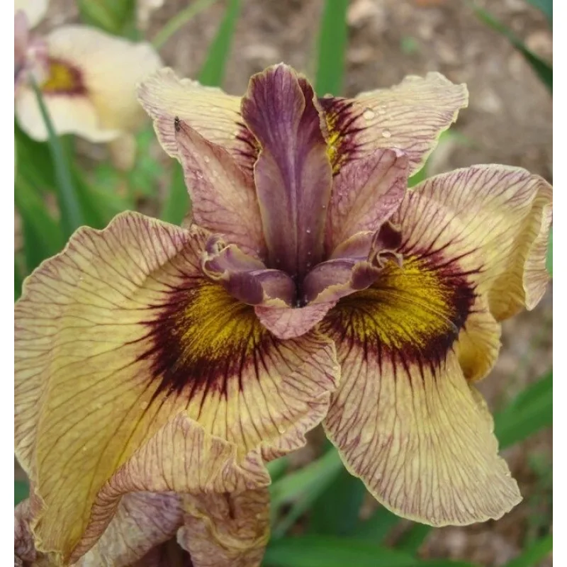 Iris 115 - Iris pseudata Furui Shiro