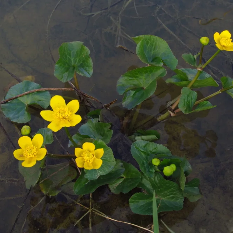 Blatniak močiarny č. 2 - Caltha palustris
