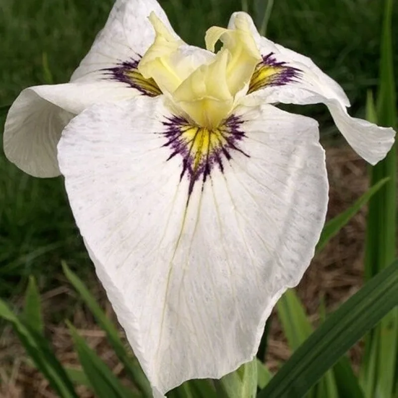 Iris č. 107 - Iris pseudata Byakuya No Kuni
