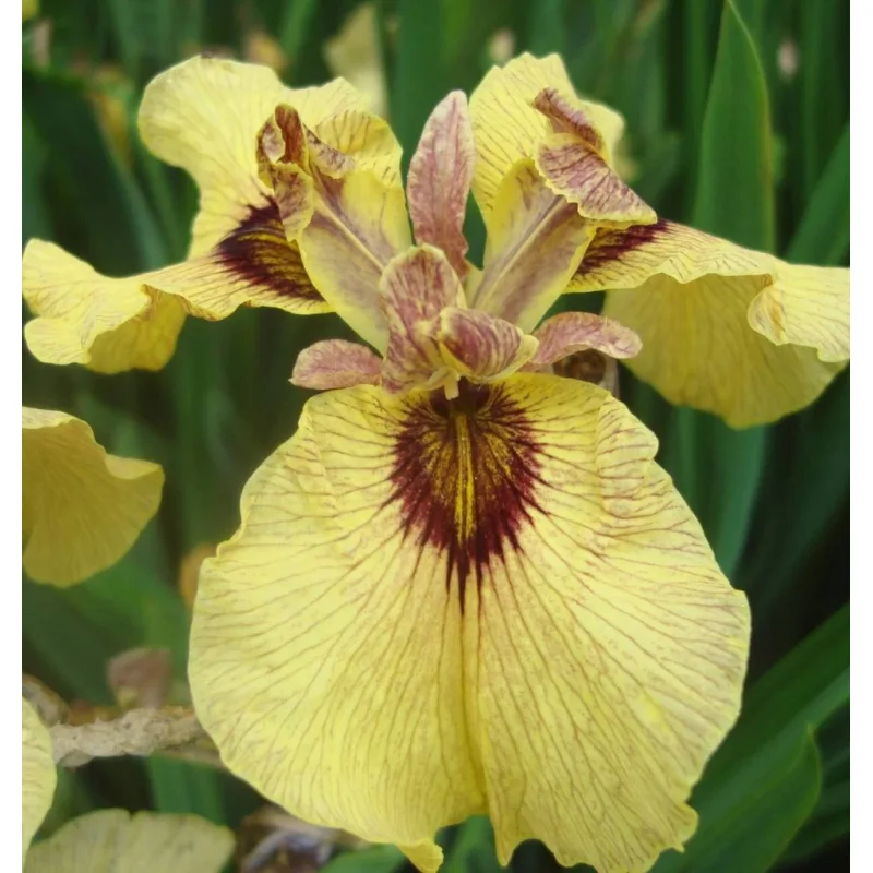Iris č. 114 - Iris pseudata Roryu