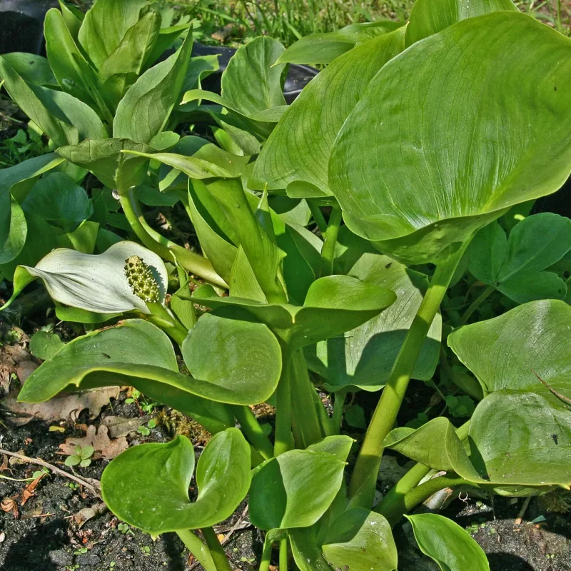 Calla palustris - Calla palustris č. 49