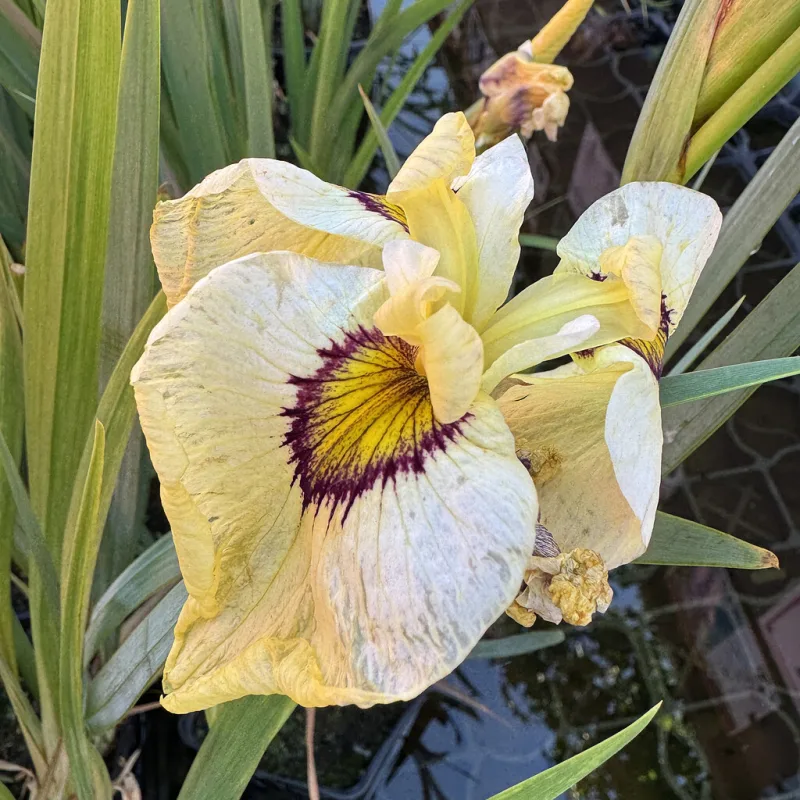 Iris č. 136 - Iris kaempferi Mandarínka