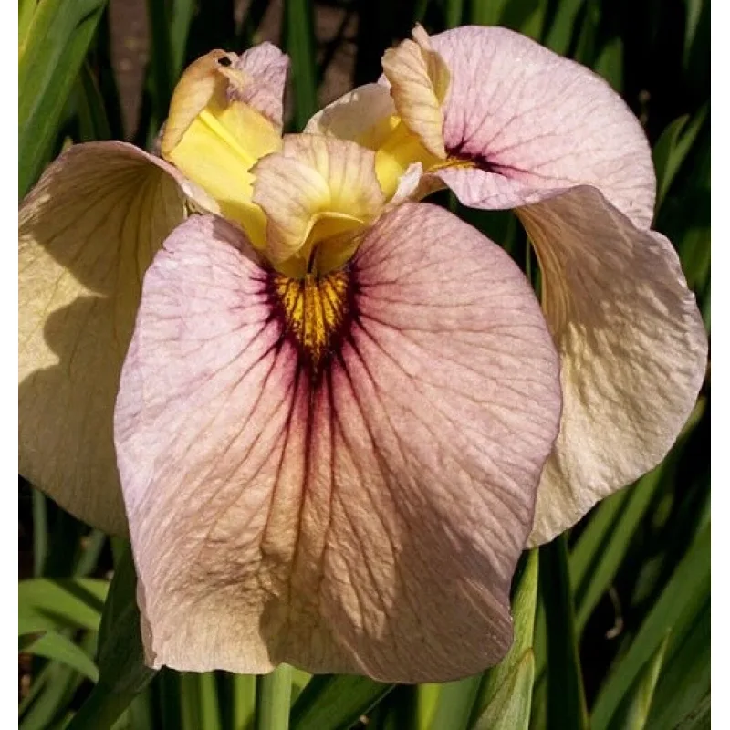 Iris č. 113 - Iris pseudata Kinshikou