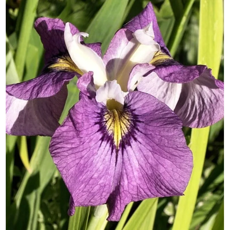 Iris č. 108 - Iris pseudata Pixie Won