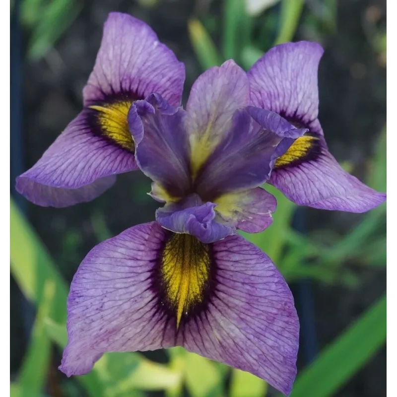 Iris č. 110 - Iris pseudata Yasha