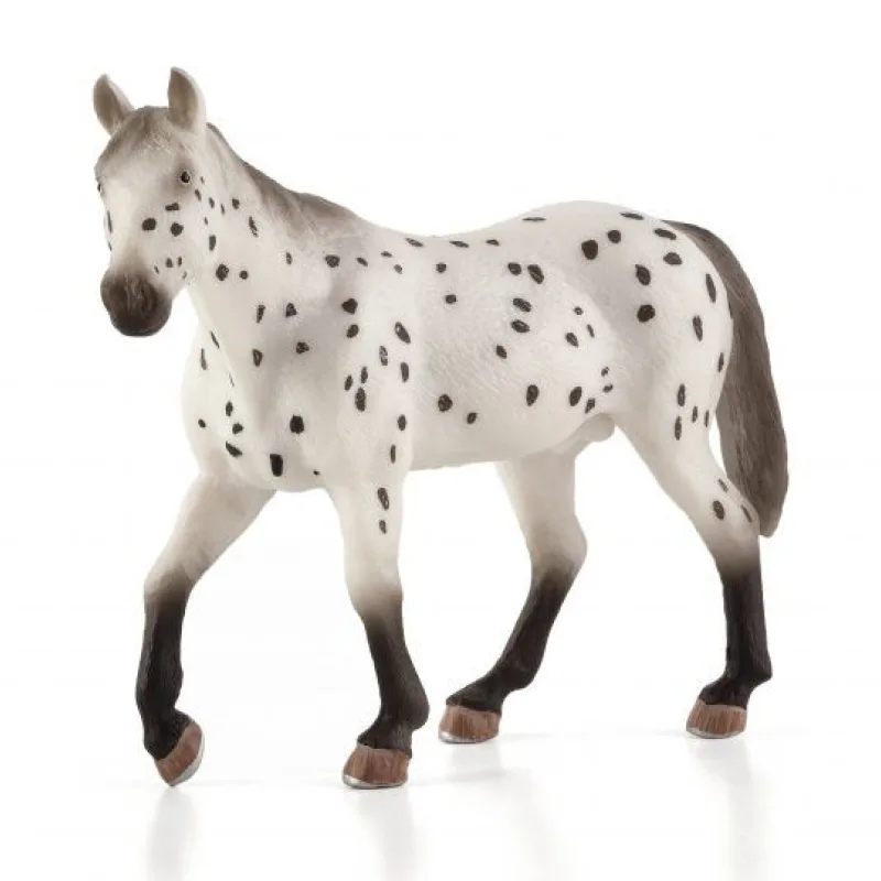 Mojo Appaloosa žrebec