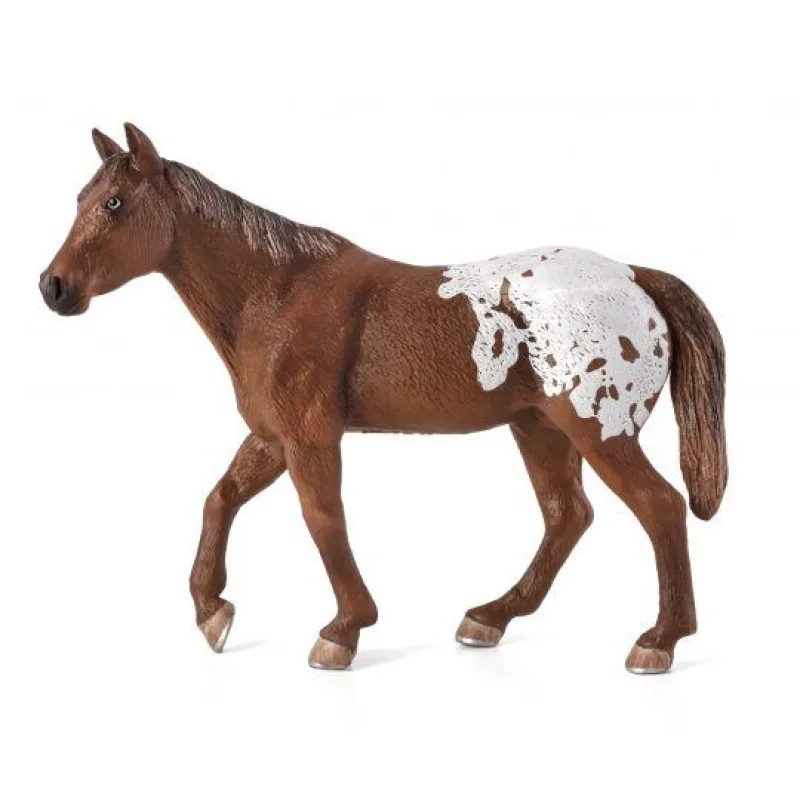 Mojo Appaloosa žrebec hnedý