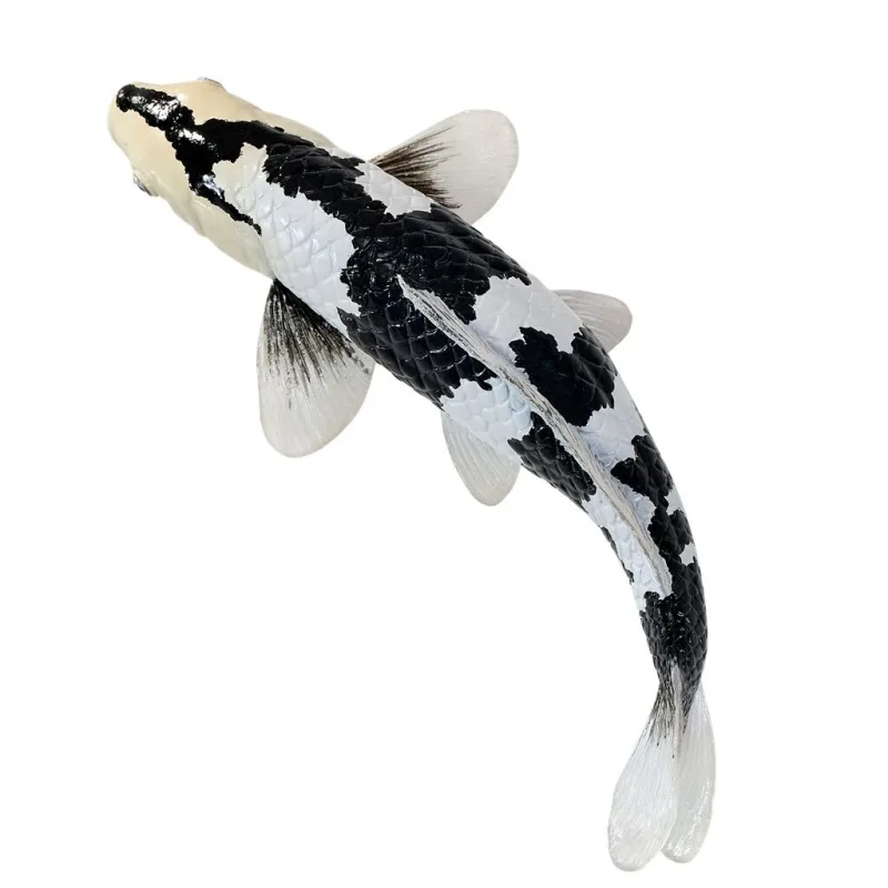 Mojo Kapor koi shiro utsuri