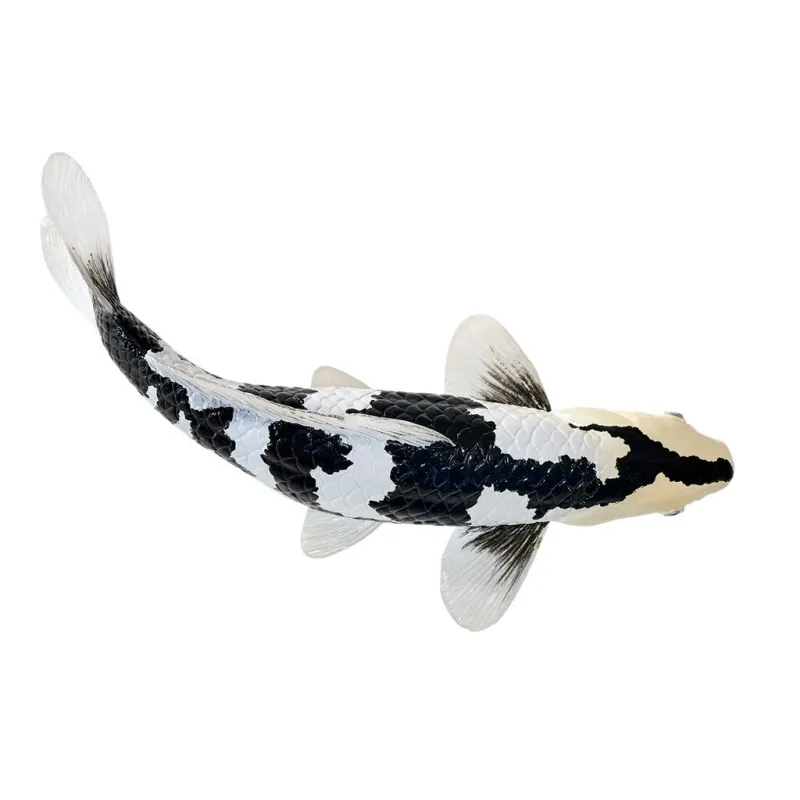 Mojo Kapor koi shiro utsuri
