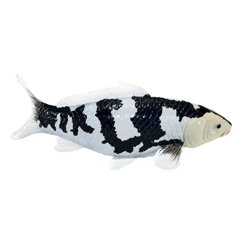 Mojo Kapor koi shiro utsuri