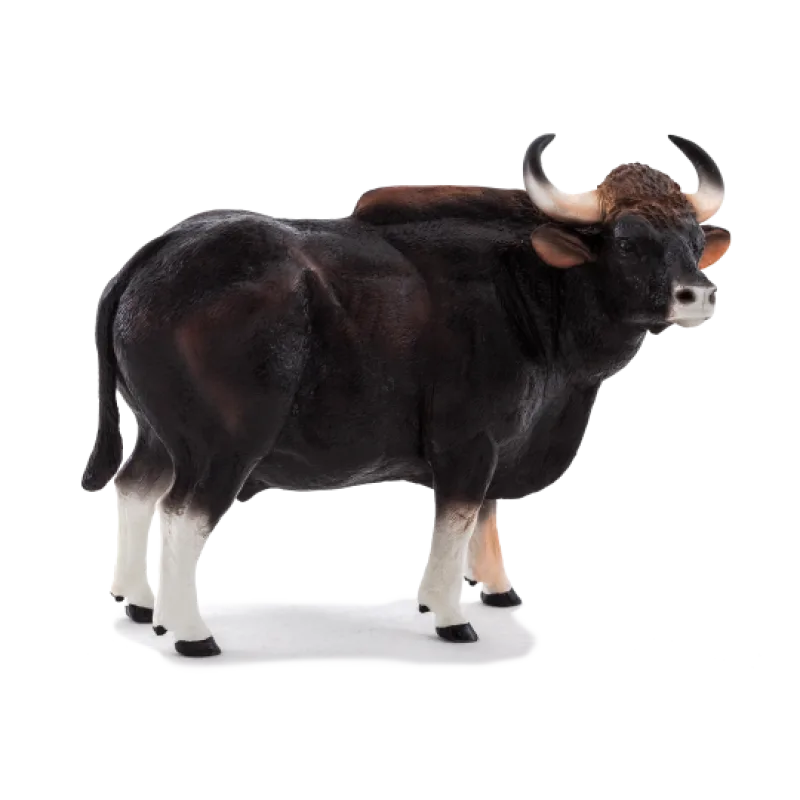 Mojo Gaur býk