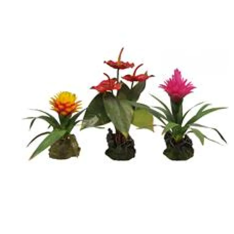Lucky Reptile Jungle Plants kvetoucí Závěsná orchidej - bílá cca 20x30 cm