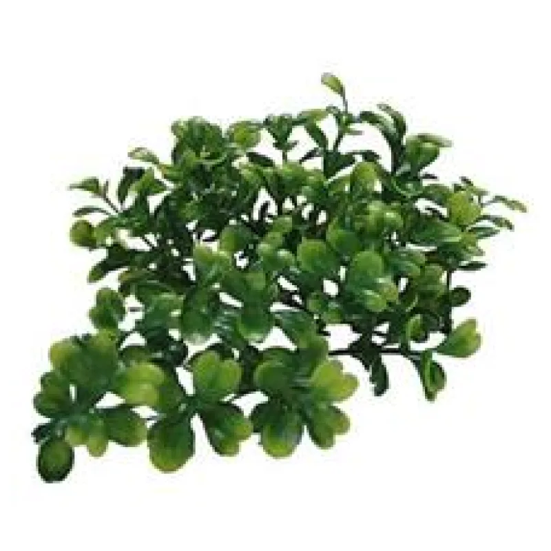 Lucky Reptile Turtle Plants Horn Fern cca 40 cm