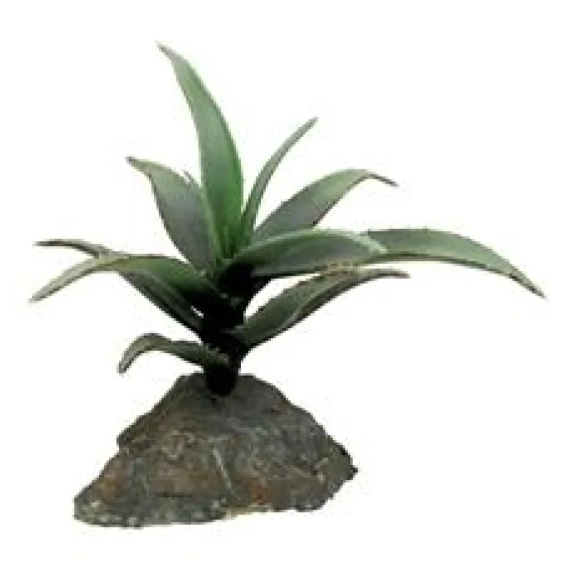 Lucky Reptile-Sukulenty Agave malé, cca 10 cm