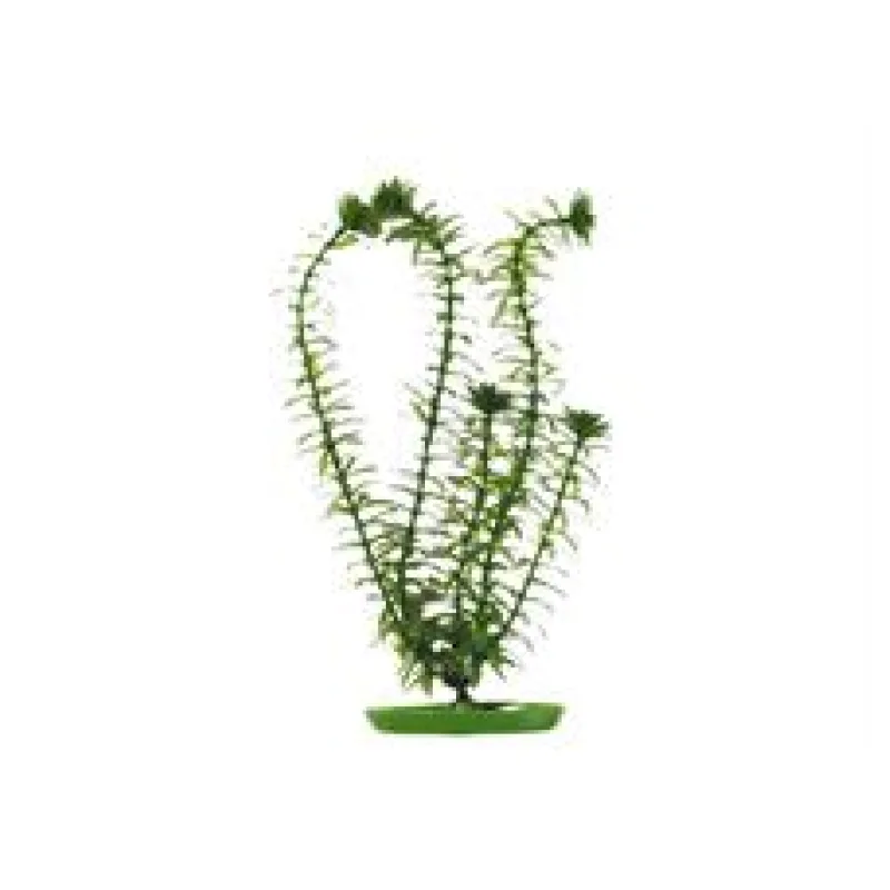 Rostlina MARINA Anacharis 13 cm