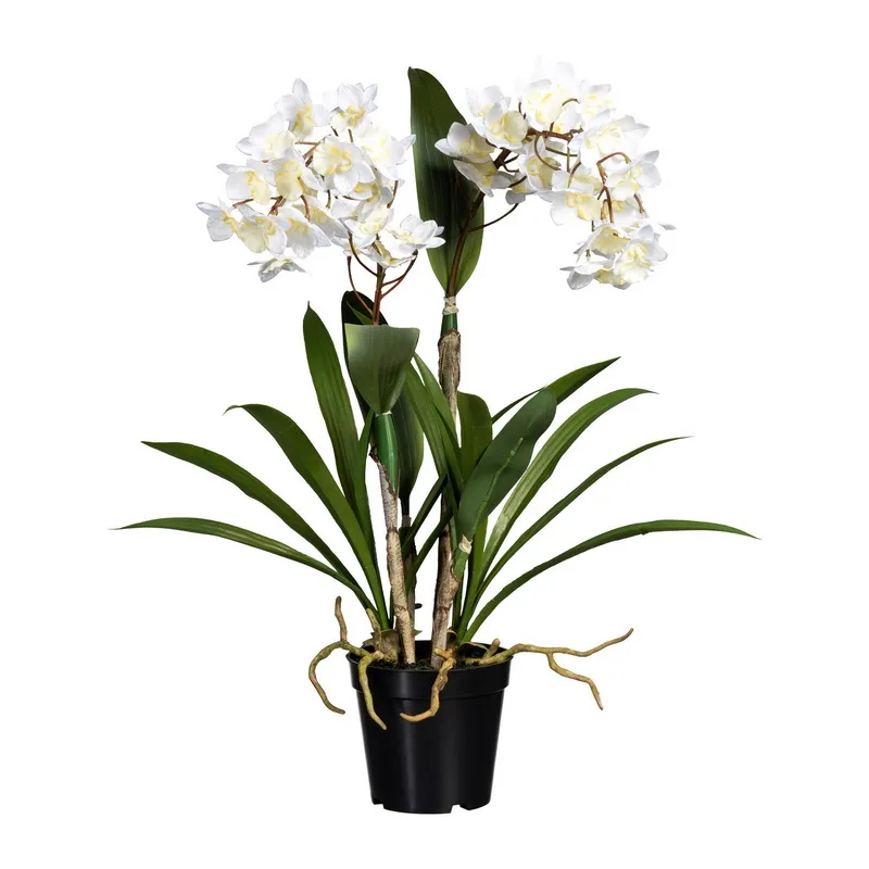 Dendrobie biela v kvetináči, 61cm