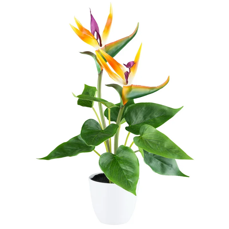 Strelitzia v kvetináči, 2 kvety, 42cm