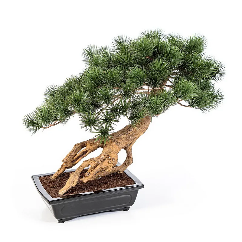 Bonsai borovica Parviflor v kvetináči de Luxe, 55cm