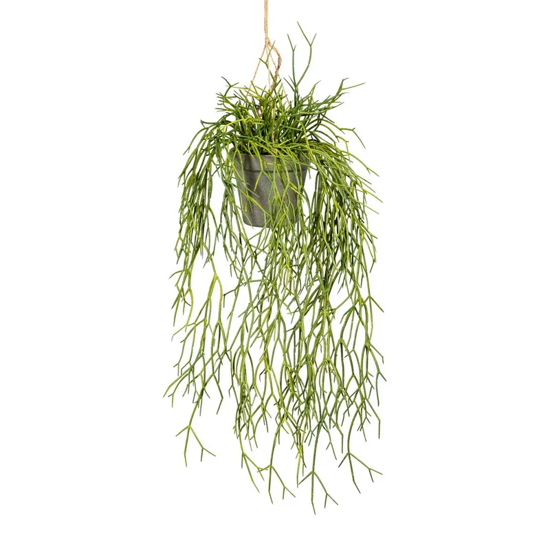 Rhipsalis na zavesenie, 60cm